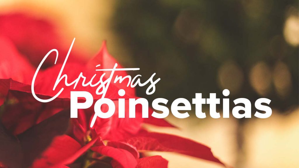 Christmas Poinsettias
